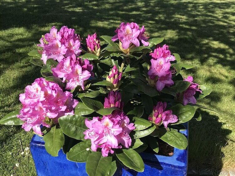 ベッドアンドブレックファースト Villa Grande