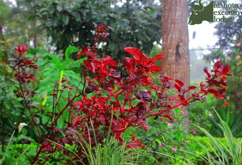 ホテル Lushoto Executive Lodge