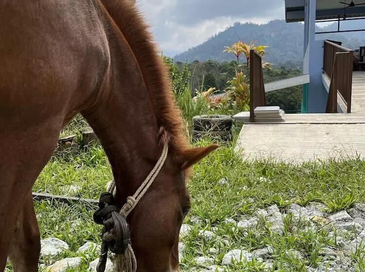 ペンション Nana S Homestay