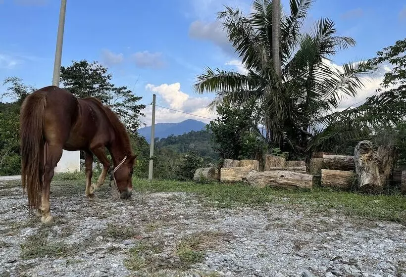 ペンション Nana S Homestay