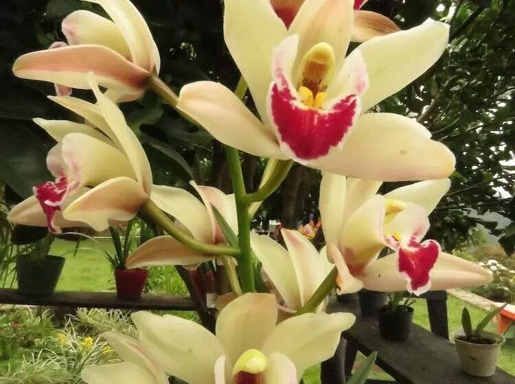 ホテル Bordones