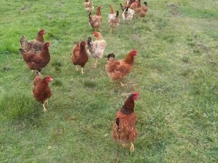 ホテル Pousada Do Pampa