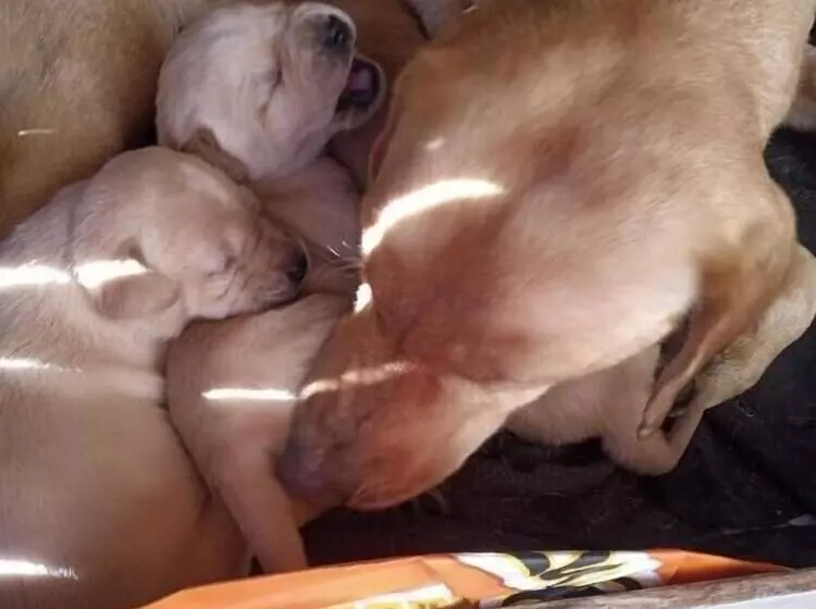 ホテル Pousada Do Pampa