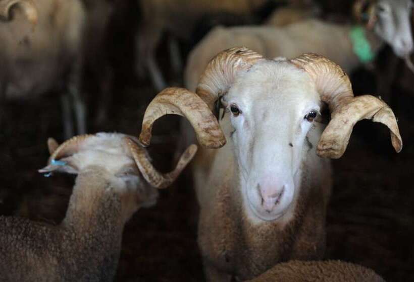 Сельский отель Vumba Beira Suite