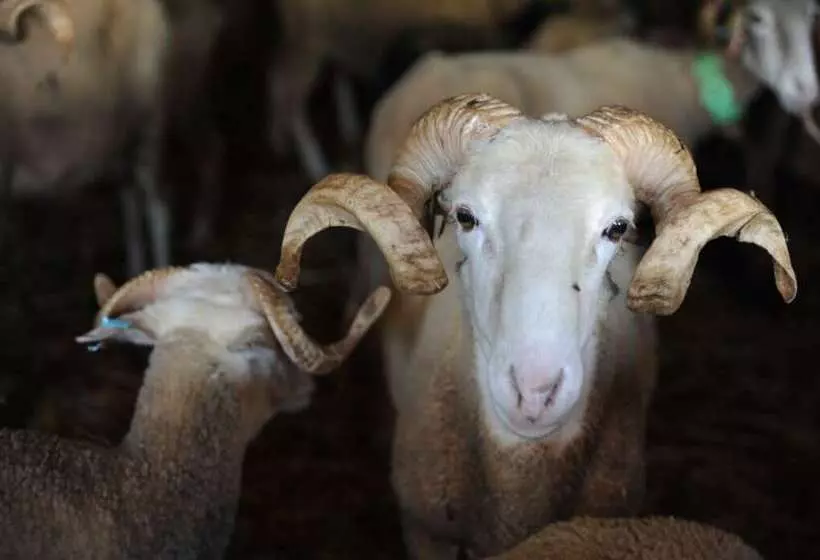 Maaseutuhotelli Vumba   Beira Suite