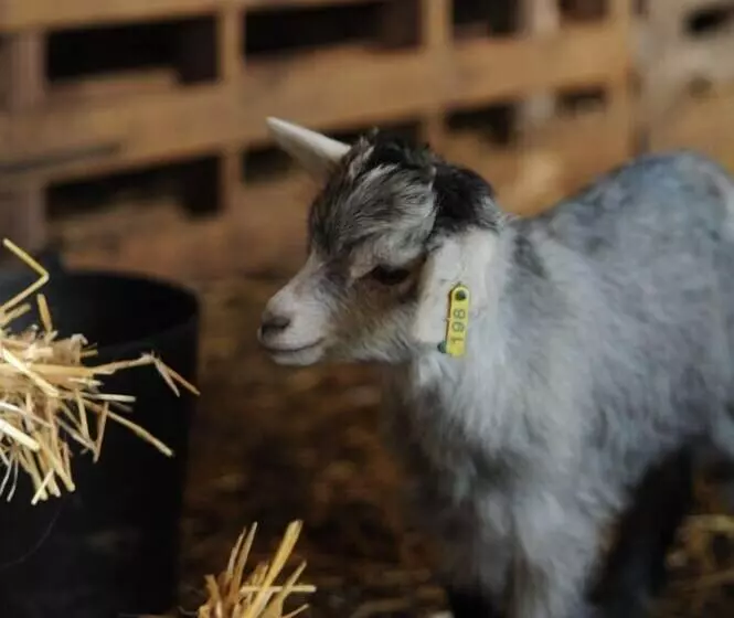 Maaseutuhotelli Vumba   Beira Suite