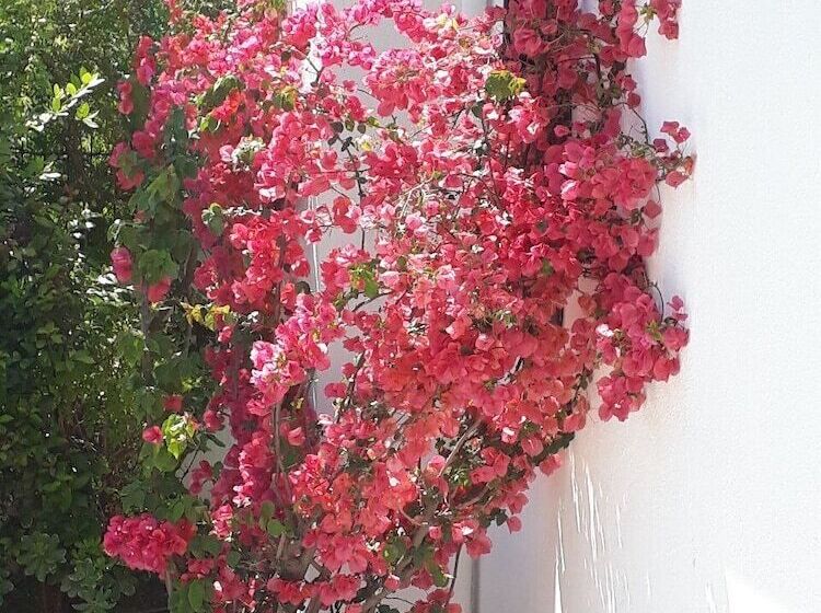 Пансион Begonville