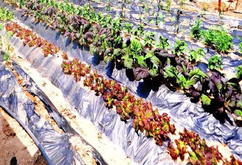 Пансион Wondumag Minbak