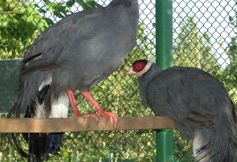 منتجع Ok Priboy