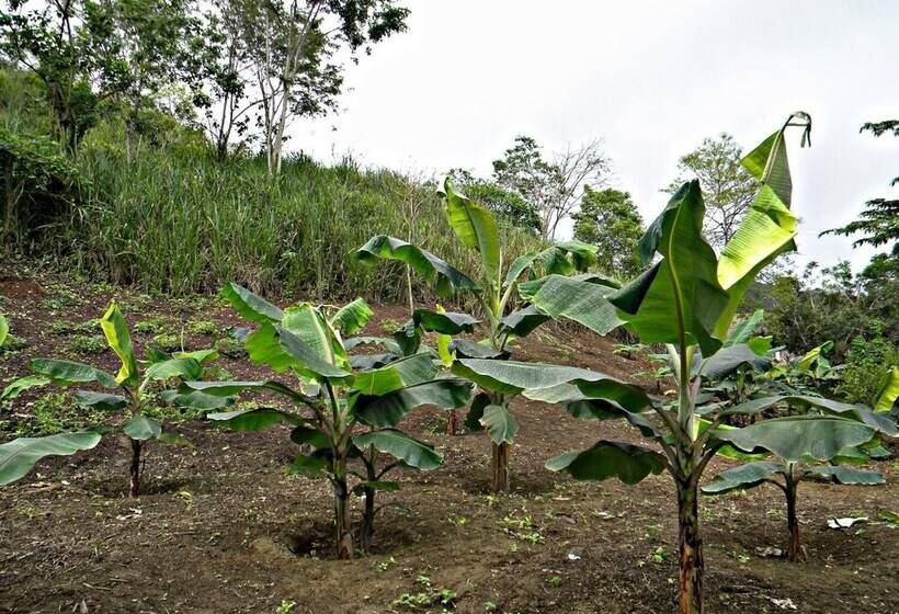 Bed and Breakfast Complejo Vacacional Vida Sana Maná