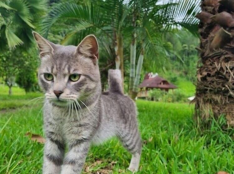 호텔 Mercedes Lodge