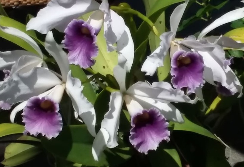 مبيت وإفطار Island Goode S   Luxury Adult Only Accommodation Near Hilo