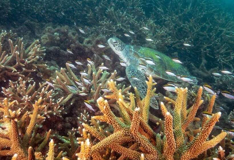 호텔 Great Keppel Island Hideaway