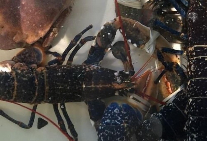 호텔 Quinlan & Cooke Boutique Townhouse And Qcs Seafood Restaurant