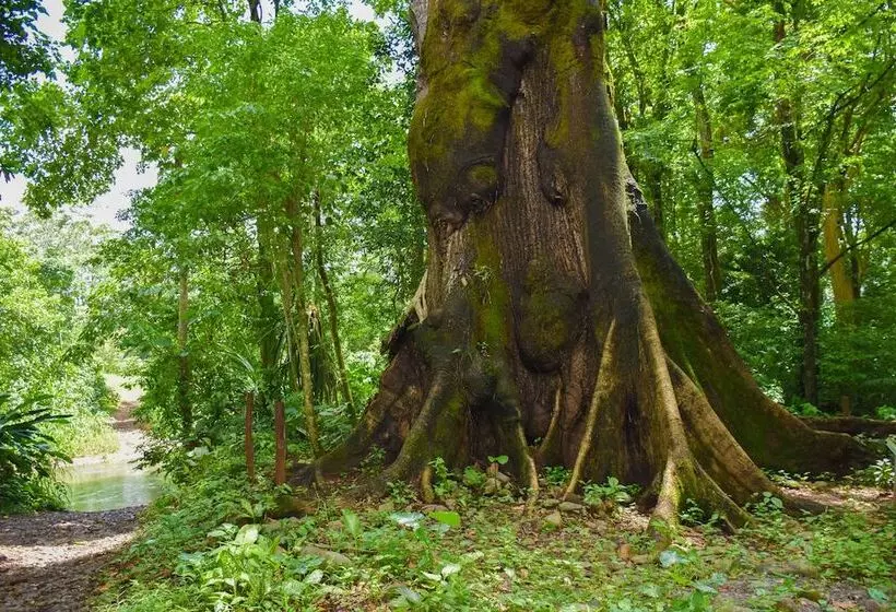 Hotelli Arbol Dorado