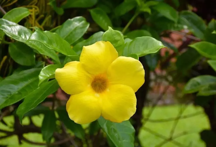 Hotelli Arbol Dorado