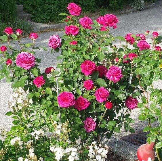 Hotelli Gasthof Zur Grossen Linde