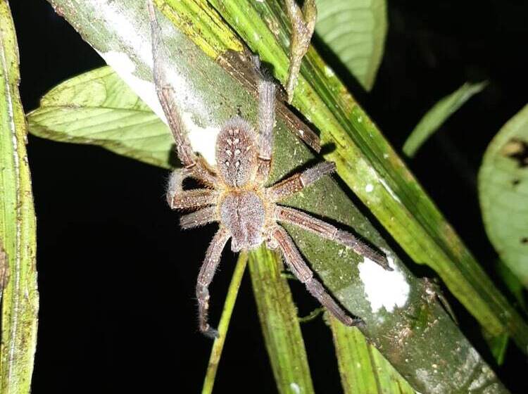 هتل Refugio Turistico Maiku