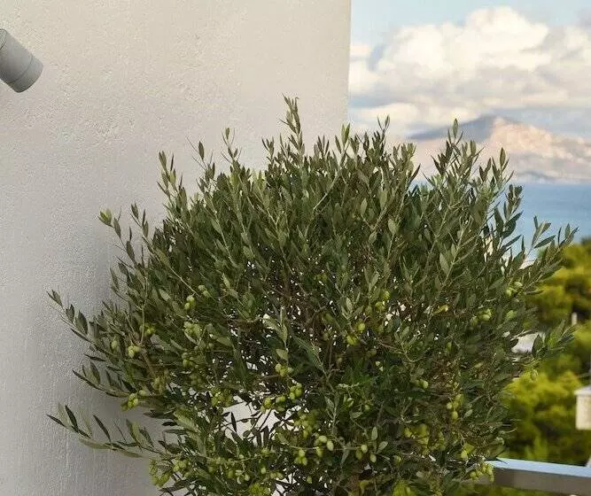 ペンション The Coolest Loft & Terrace Varkiza Sv