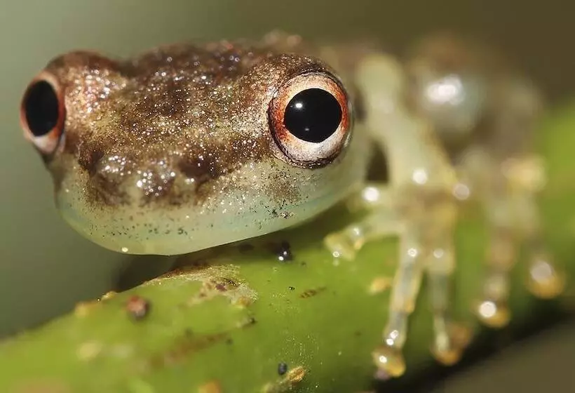 ホテル Tambopata Ecolodge