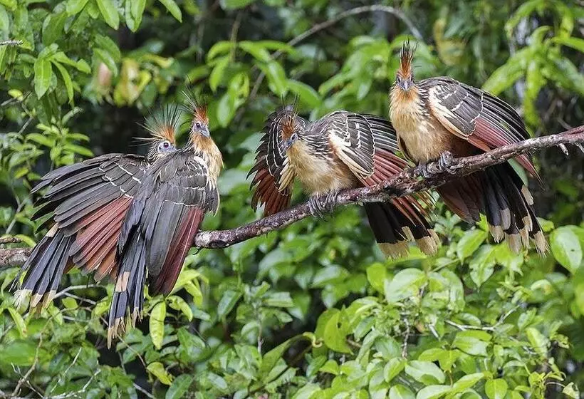 ホテル Tambopata Ecolodge