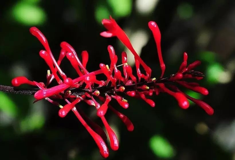 ホテル Tambopata Ecolodge