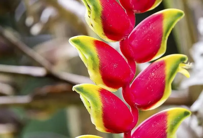 ホテル Tambopata Ecolodge