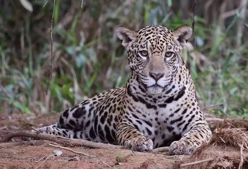 ホテル Tambopata Ecolodge