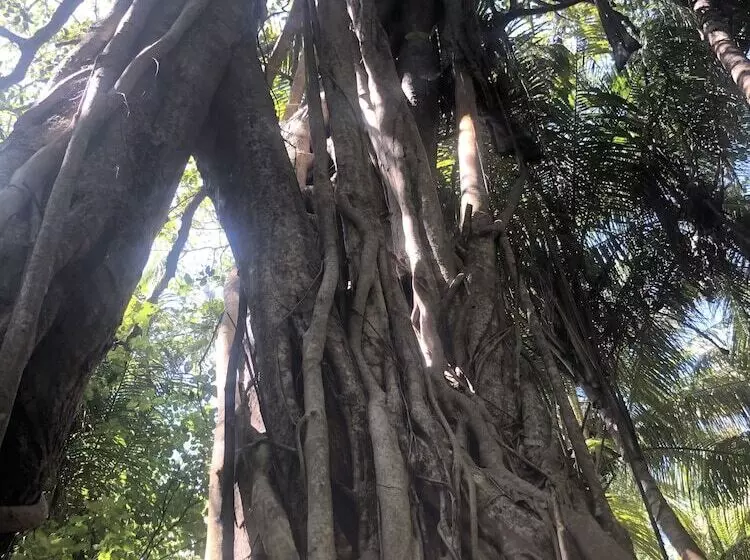 پانسیون Tropical Sands Kelaa