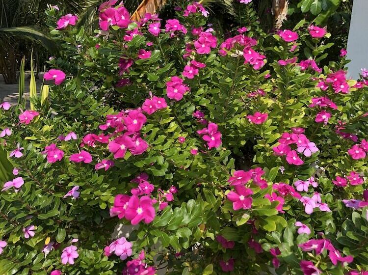 پانسیون Tropical Sands Kelaa