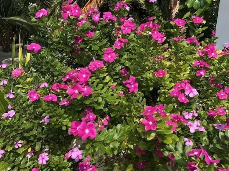 پانسیون Tropical Sands Kelaa