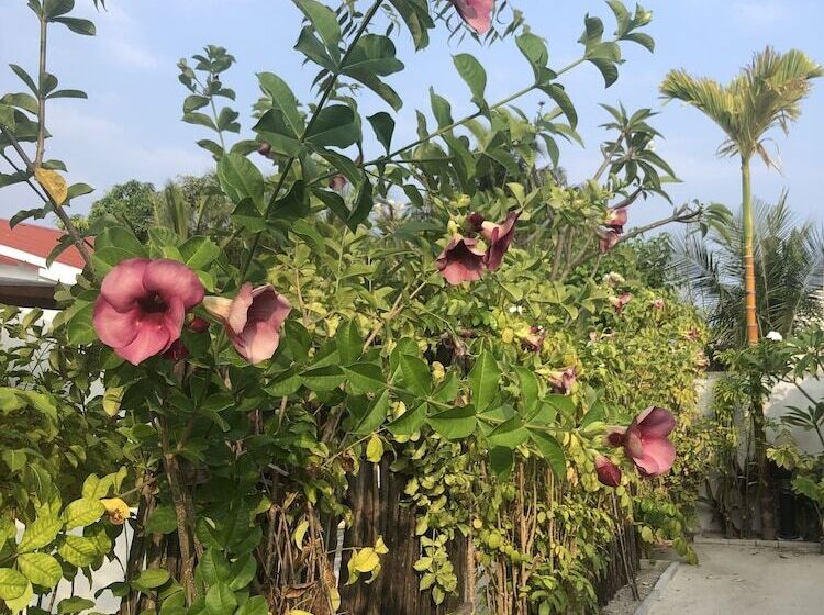 پانسیون Tropical Sands Kelaa