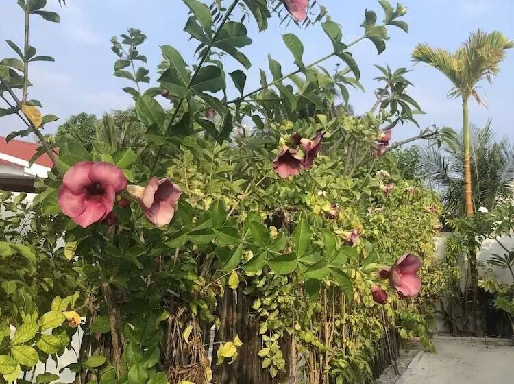 پانسیون Tropical Sands Kelaa