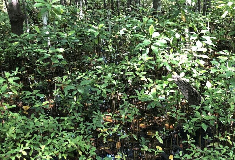 پانسیون Tropical Sands Kelaa