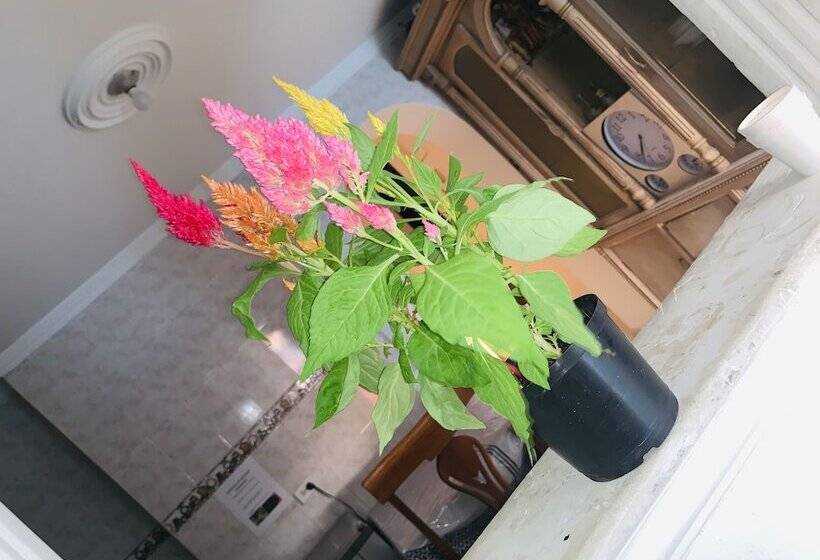 فندق Hospedaje Belmar