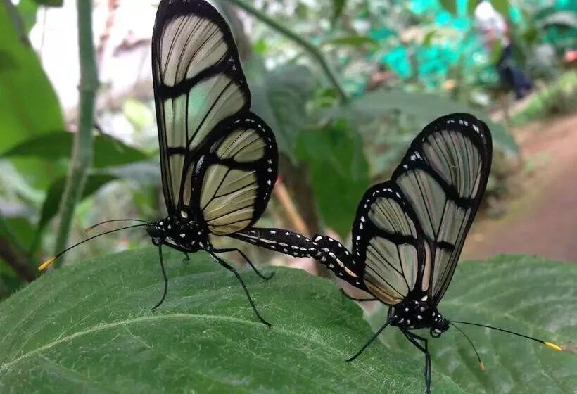 تختخواب و صبحانه Cabañas Armonía Y Jardín De Orquideas
