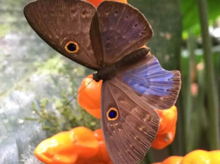 تختخواب و صبحانه Cabañas Armonía Y Jardín De Orquideas