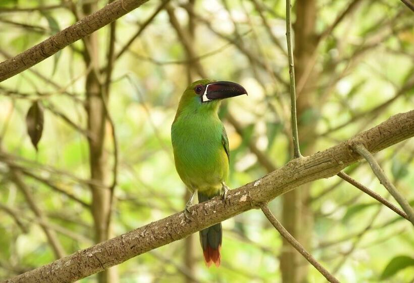 Bed and Breakfast Cabañas Armonía Y Jardín De Orquideas