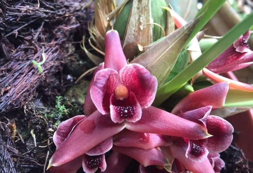تختخواب و صبحانه Cabañas Armonía Y Jardín De Orquideas