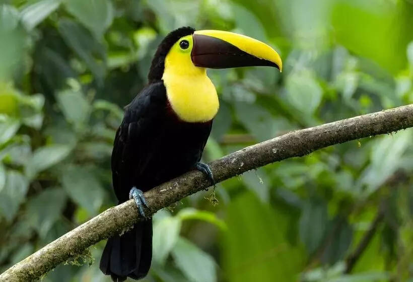 تختخواب و صبحانه Cabañas Armonía Y Jardín De Orquideas