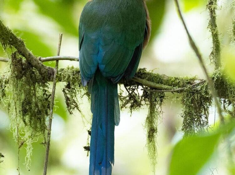 Bed and Breakfast Cabañas Armonía Y Jardín De Orquideas