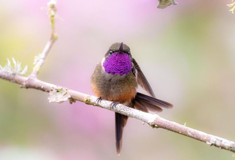 Bed and Breakfast Cabañas Armonía Y Jardín De Orquideas
