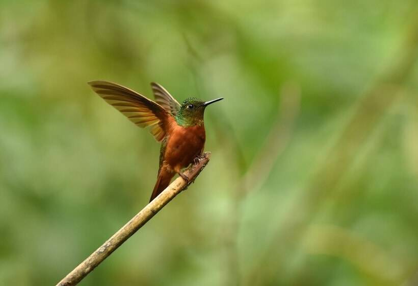 Bed and Breakfast Cabañas Armonía Y Jardín De Orquideas