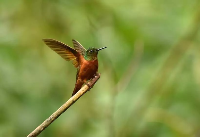تختخواب و صبحانه Cabañas Armonía Y Jardín De Orquideas