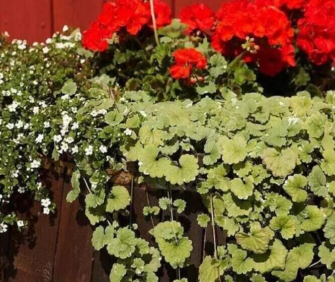 ホテル Mellanfjärden