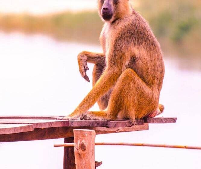 فندق Selous Butembo Tented Lodge Lotus