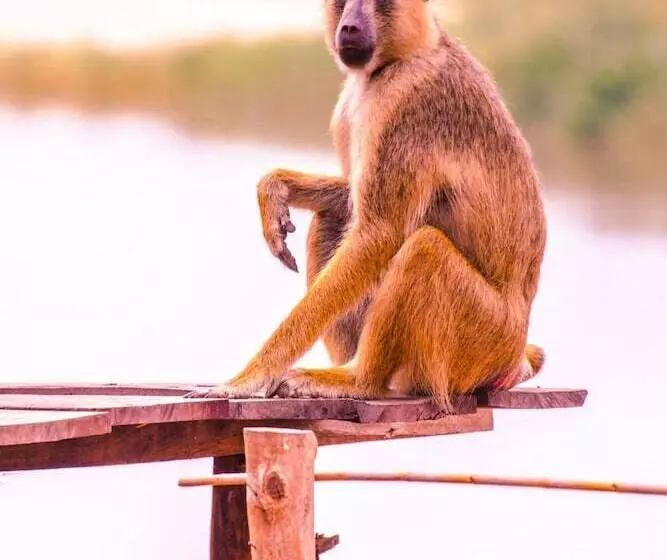 ホテル Selous Butembo Tented Lodge Lotus