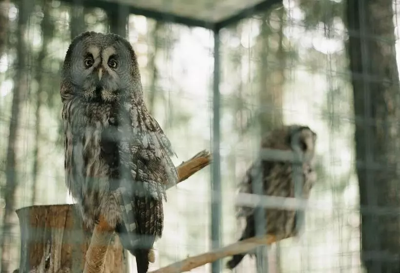 Eco Hotel Romanov Les