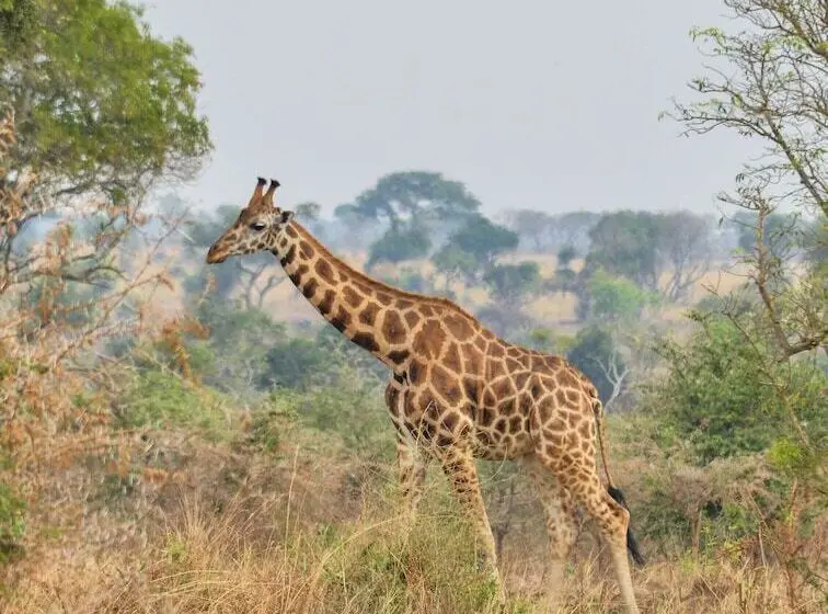هتل Sambiya River Lodge