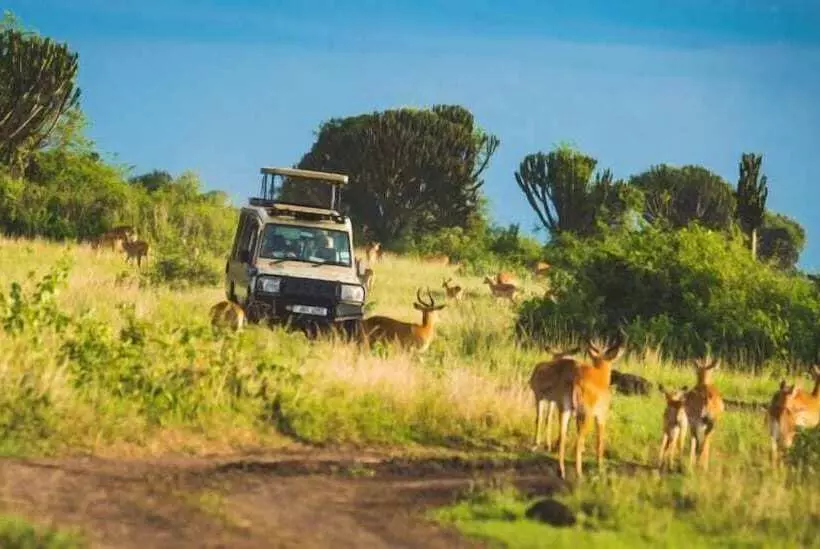 هتل Parkview Safari Lodge